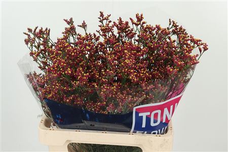 Limonium Sin Scarlet Diamond 65 cm – produkt Uviažto