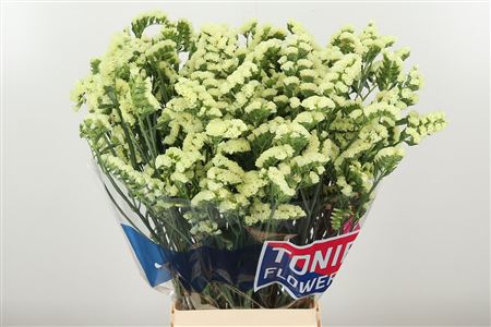 Limonium S Yellow Sun Birds 80 cm – produkt Uviažto