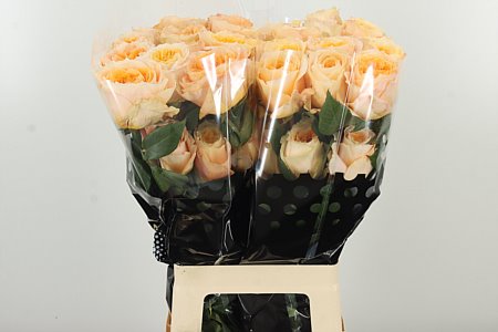 Ruža Crystal Flame 60 cm – produkt Uviažto