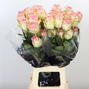 Ruža Esperance 70 cm – produkt Uviažto