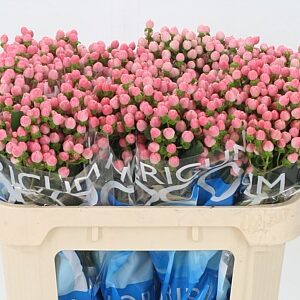 Hypericum Coco Casino Pink 70 cm – produkt Uviažto