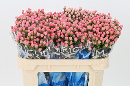 Hypericum Coco Casino Pink 70 cm Hypericum Coco Casino Pink 70 cm – produkt Uviažto