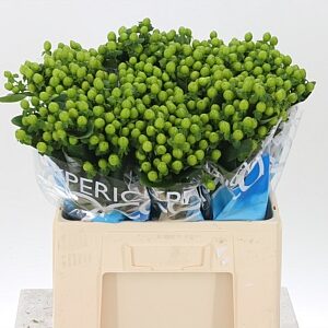 Hypericum Coco Bamboo Green 60 cm – produkt Uviažto