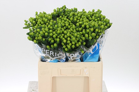 Hypericum Coco Bamboo Green 60 cm Hypericum Coco Bamboo Green 60 cm – produkt Uviažto