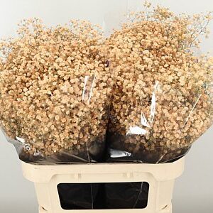 Gypsophila Dyed Xlence Apricot 80 cm – produkt Uviažto