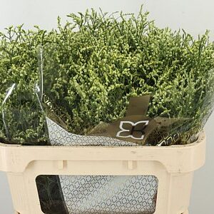 Limonium Sin China Lemon 70 cm – produkt Uviažto