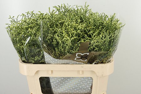 Limonium Sin China Lemon 70 cm – produkt Uviažto