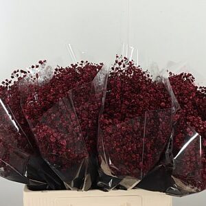 Gypsophila Dyed Xlence Bordeaux 60 cm – produkt Uviažto