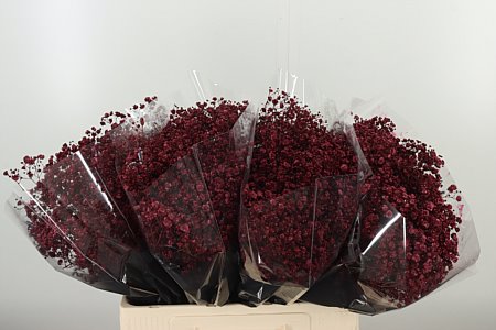 Gypsophila Dyed Xlence Bordeaux 60 cm – produkt Uviažto