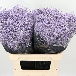 Gypsophila Dyed Xlence Milka 80 cm – produkt Uviažto