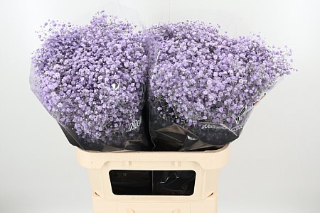 Gypsophila Dyed Xlence Milka 80 cm Gypsophila Dyed Xlence Milka 80 cm – produkt Uviažto