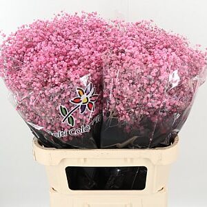 Gypsophila Dyed Xlence New Pink 80 cm – produkt Uviažto