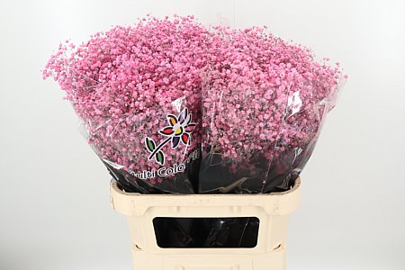 Gypsophila Dyed Xlence New Pink 80 cm Gypsophila Dyed Xlence New Pink 80 cm – produkt Uviažto