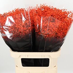 Gypsophila Dyed Xlence Orange 80 cm – produkt Uviažto