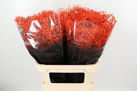 Gypsophila Dyed Xlence Orange 80 cm Gypsophila Dyed Xlence Orange 80 cm – produkt Uviažto