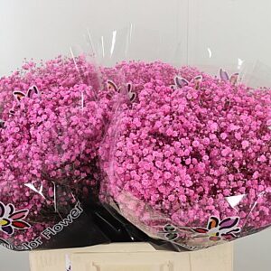 Gypsophila Dyed Xlence Pink Lady 60 cm – produkt Uviažto