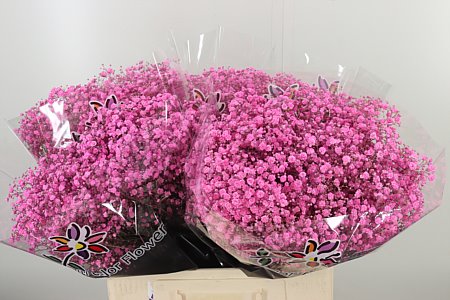Gypsophila Dyed Xlence Pink Lady 60 cm Gypsophila Dyed Xlence Pink Lady 60 cm – produkt Uviažto