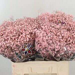 Gypsophila Dyed Xlence Pale Pink 60 cm – produkt Uviažto