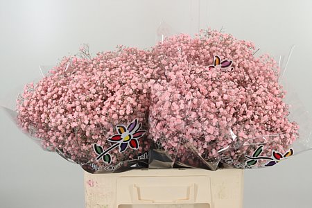 Gypsophila Dyed Xlence Pale Pink 60 cm Gypsophila Dyed Xlence Pale Pink 60 cm – produkt Uviažto