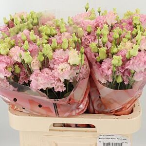 Eustoma Alissa Hanoi Pink 70 cm – produkt Uviažto