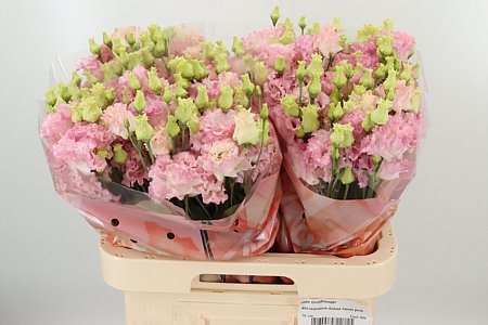 Eustoma Alissa Hanoi Pink 70 cm Eustoma Alissa Hanoi Pink 70 cm – produkt Uviažto