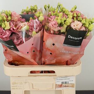 Eustoma Corelli Coral 70 cm – produkt Uviažto