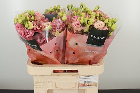 Eustoma Corelli Coral 70 cm – produkt Uviažto