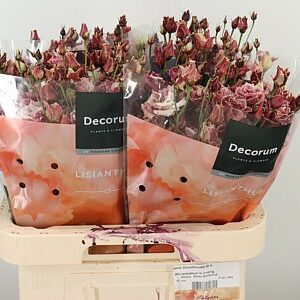 Eustoma Dyed Alissa Bordeaux 70 cm – produkt Uviažto