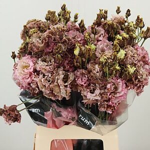 Eustoma Dyed Vintage Pink 70 cm – produkt Uviažto