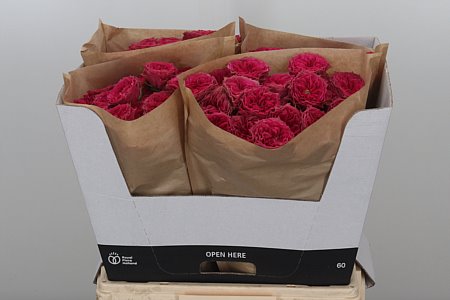 Ruža Grandmas Josy 60 cm – produkt Uviažto