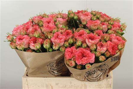 Ruža Grandmas Mary 50 cm – produkt Uviažto