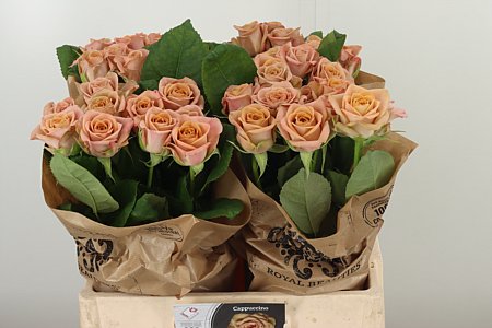 Ruža Cappuccino 70 cm – produkt Uviažto