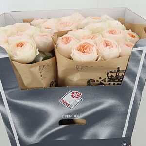 Ruža Emma Woodhouse 60 cm – produkt Uviažto