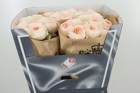 Ruža Emma Woodhouse 60 cm – produkt Uviažto