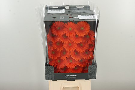 Gerbera Garfield 47 cm Gerbera Garfield 47 cm – produkt Uviažto