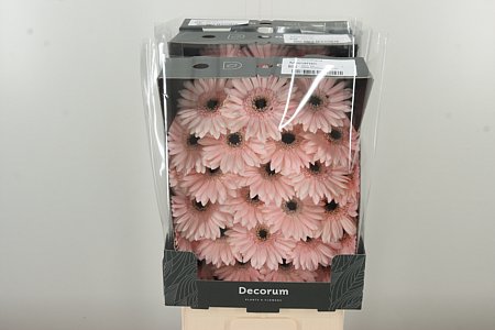 Gerbera Macaron 47 cm Gerbera Macaron 47 cm – produkt Uviažto