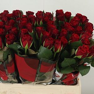 Ruža Red Ribbon 60 cm – produkt Uviažto