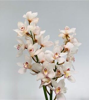 Cymbidium T Antonella 60 cm – produkt Uviažto