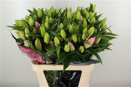 Ľalia Double Roselily Viola 85 cm – produkt Uviažto