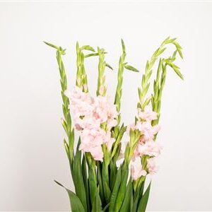 Gladiola Zamora 110 cm – produkt Uviažto