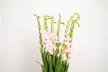 Gladiola Zamora 110 cm – produkt Uviažto
