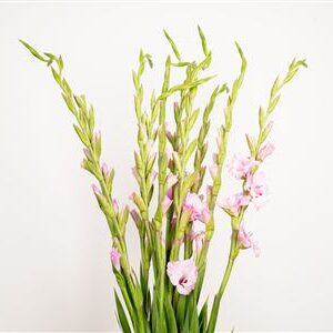 Gladiola Vista – produkt Uviažto