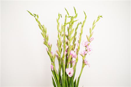 Gladiola Vista – produkt Uviažto