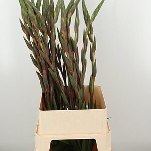 Gladiola Cantate Cerise 110 cm – produkt Uviažto