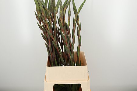 Gladiola Cantate Cerise 110 cm Gladiola Cantate Cerise 110 cm – produkt Uviažto
