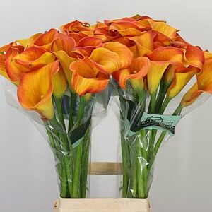 Kala Callista 65 cm – produkt Uviažto