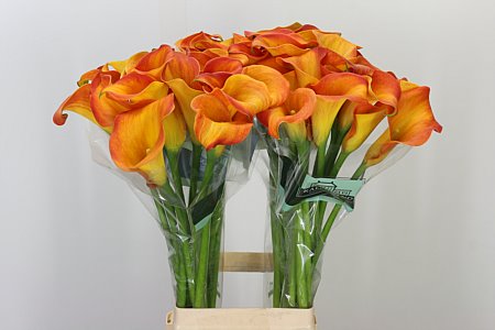 Kala Callista 65 cm Kala Callista 65 cm – produkt Uviažto