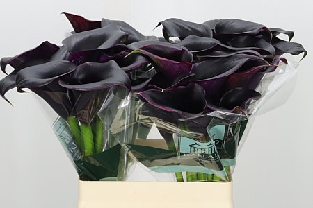 Kala Cantor 65 cm Kala Cantor 65 cm – produkt Uviažto
