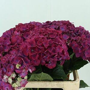 Hortenzia Mon Amour Purple 60 cm – produkt Uviažto