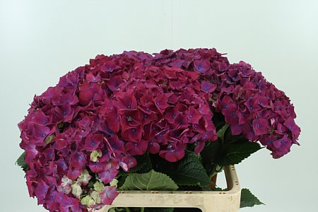 Hortenzia Mon Amour Purple 60 cm Hortenzia Mon Amour Purple 60 cm – produkt Uviažto